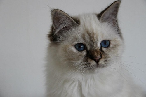 sacro di birmania seal tortie tabby
